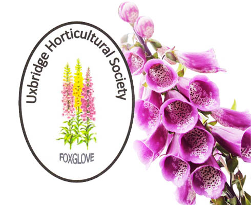 Uxbridge Horticultural Society -Foxglove